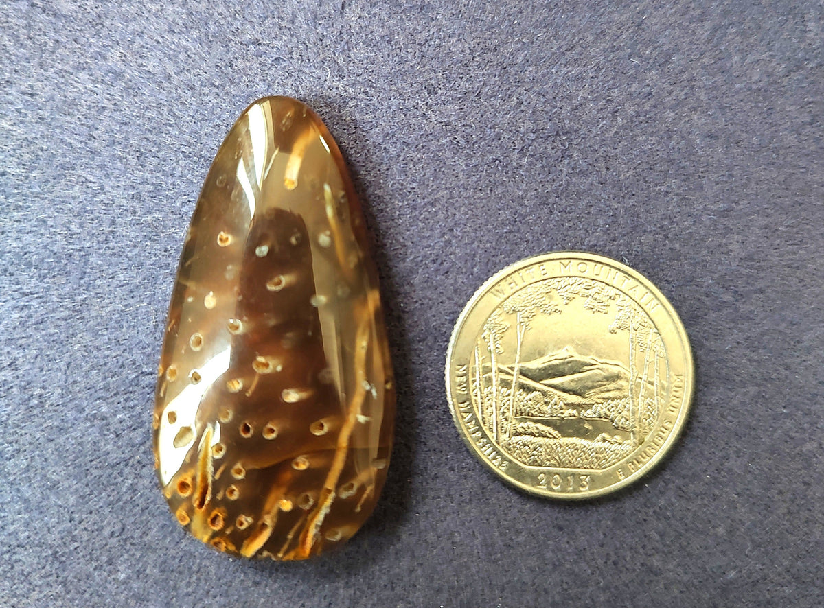 A Fossilized Specimen