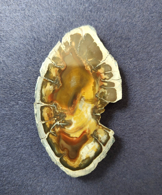 Petrified Wood Cabochon