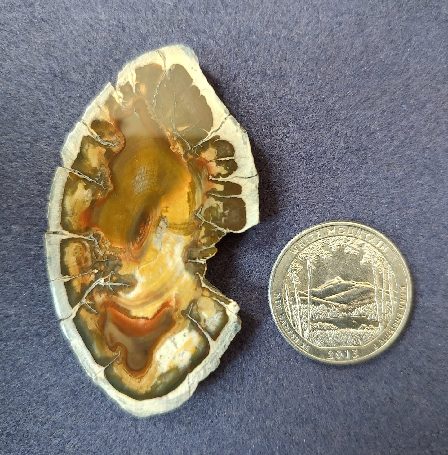 Petrified Wood Cabochon
