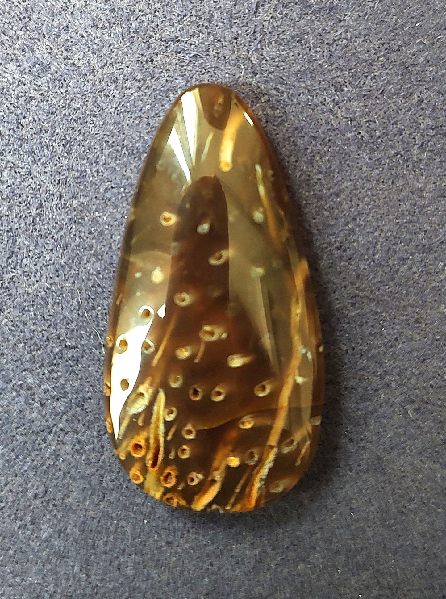A Fossilized Specimen