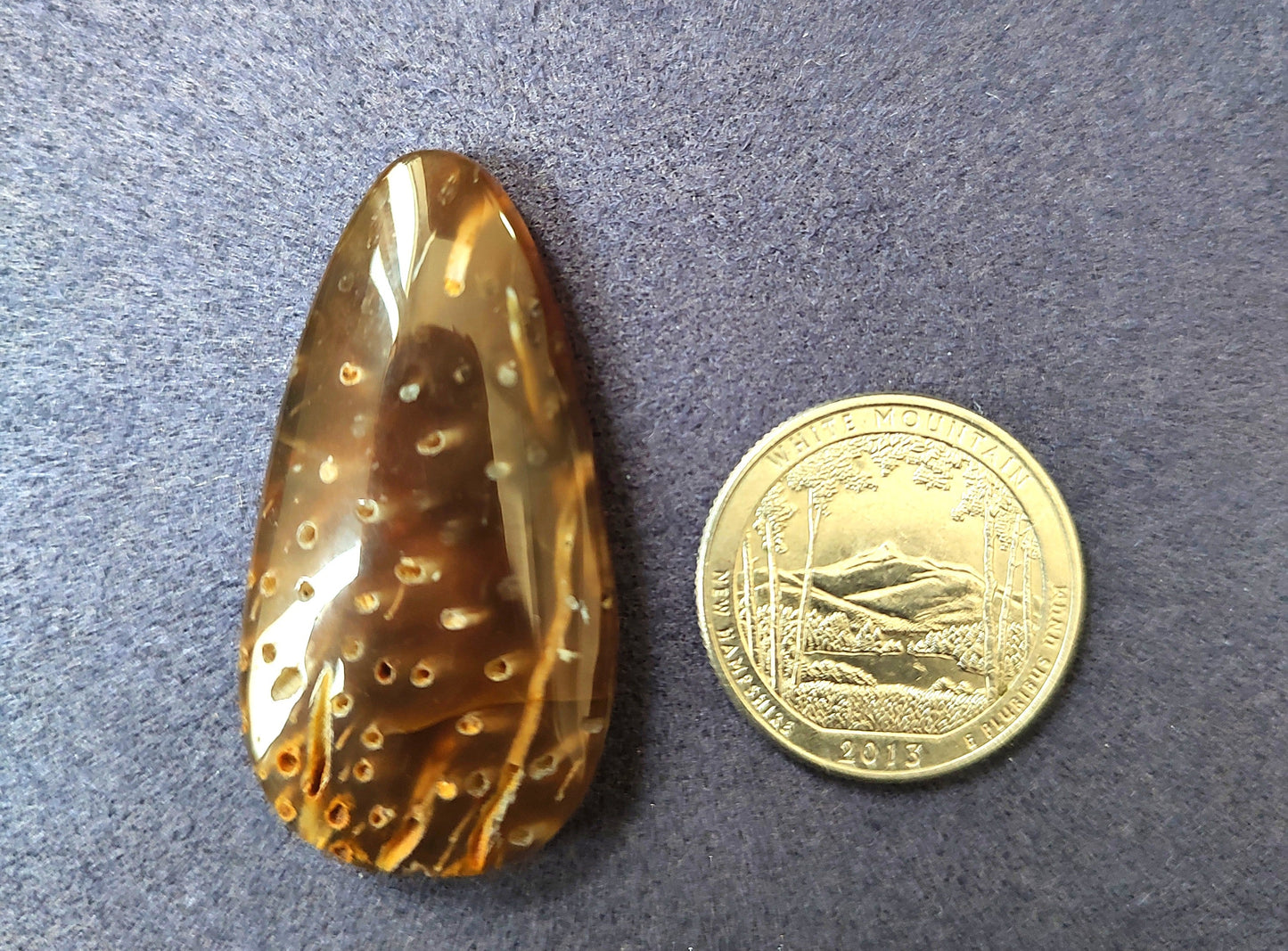 A Fossilized Specimen
