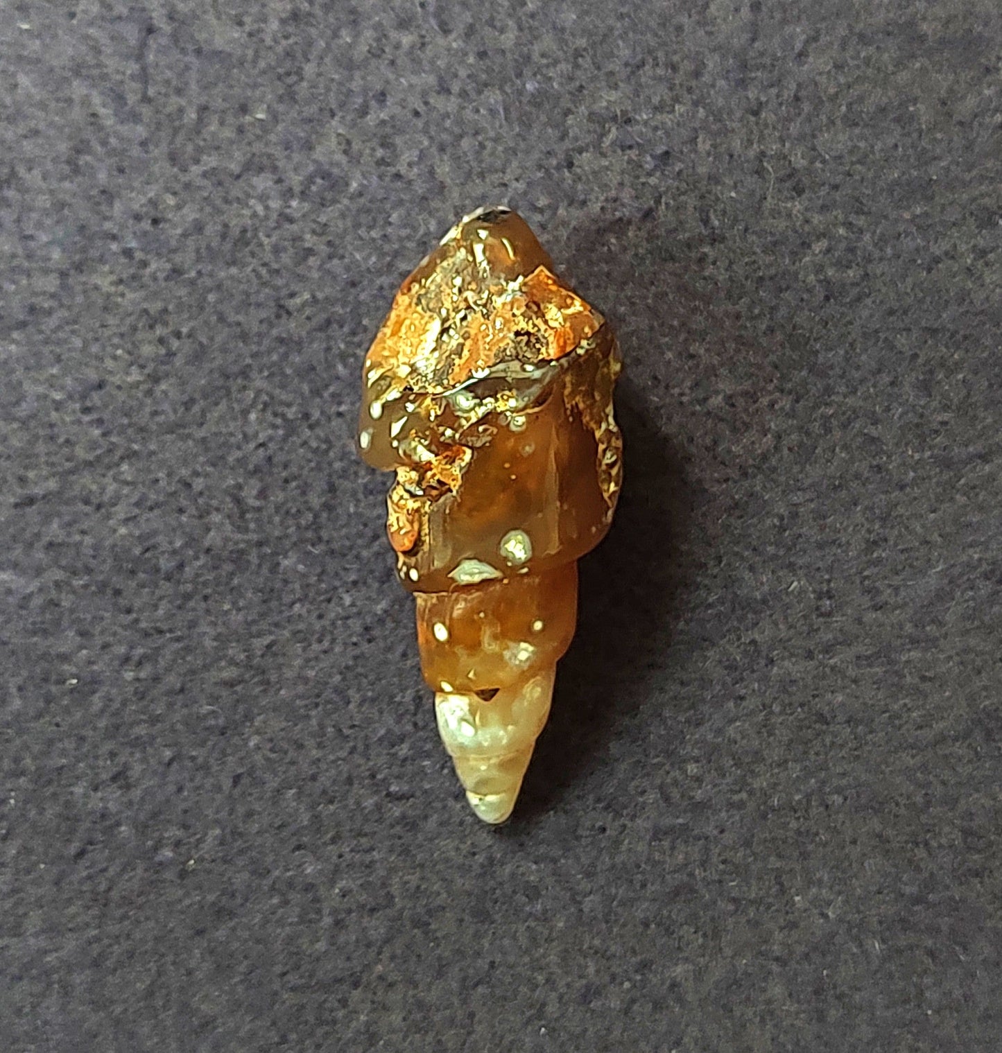 Some sort of Agatize Fossil Shell