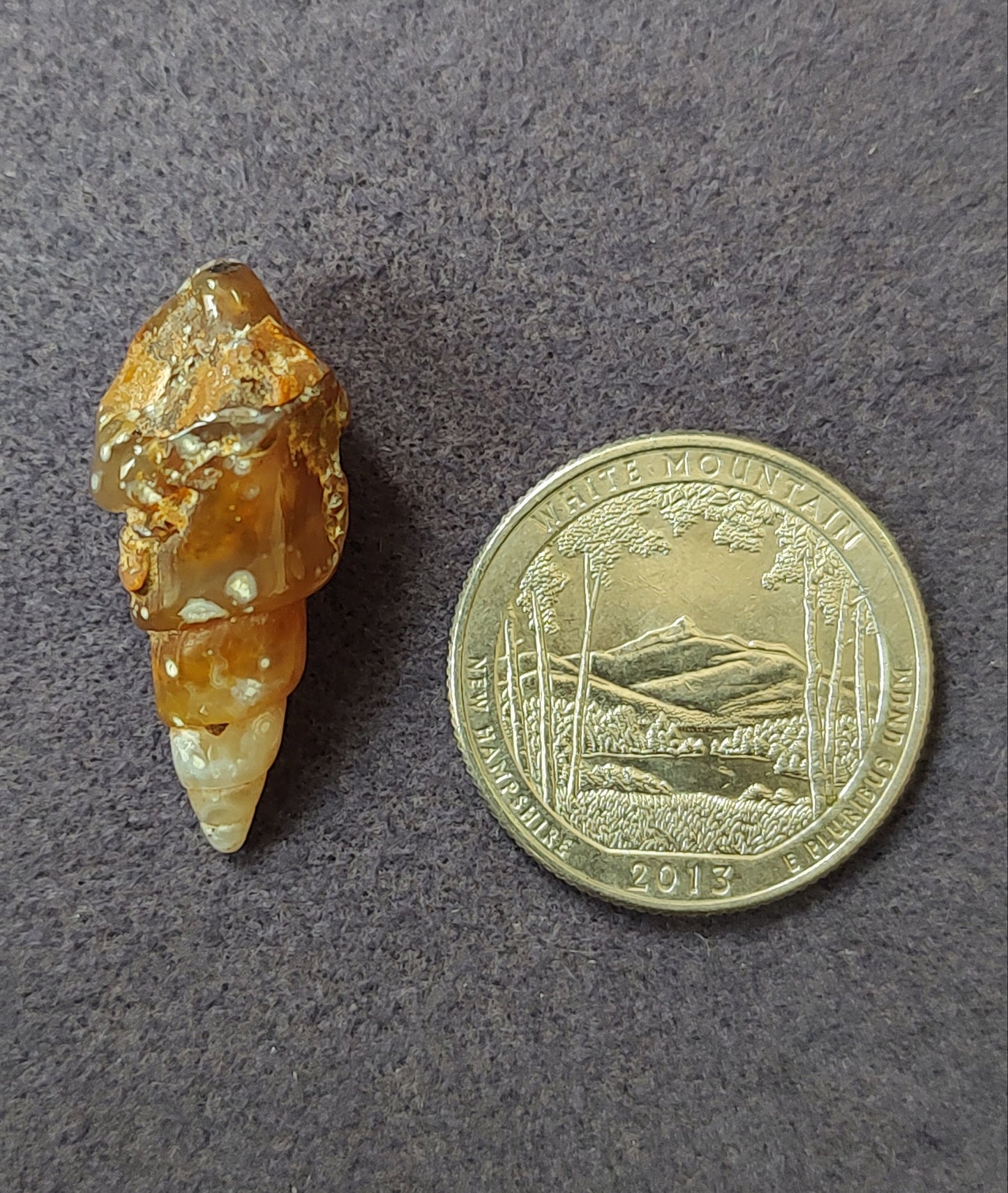 Some sort of Agatize Fossil Shell